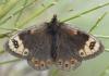 Erebia epistygne